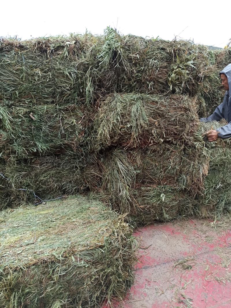 中药材全草凤尾草机压件