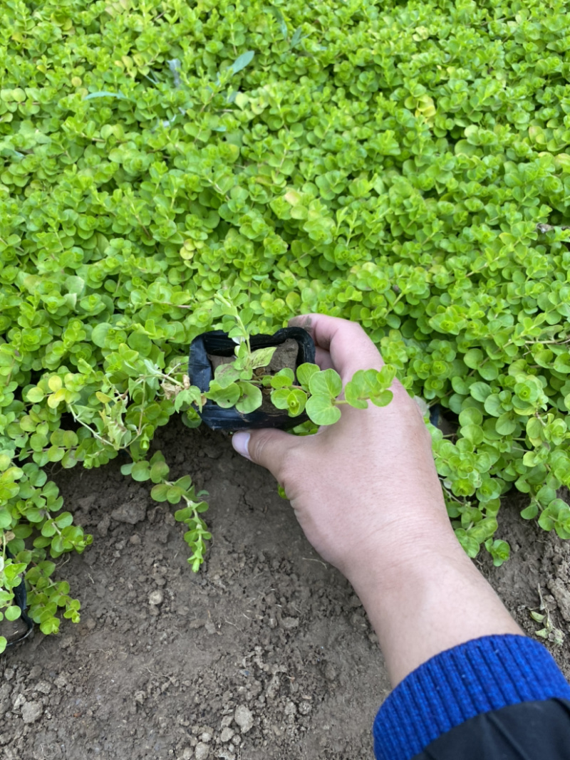 过路黄。种植基地。青州过路黄自产自销。30万过路黄处理