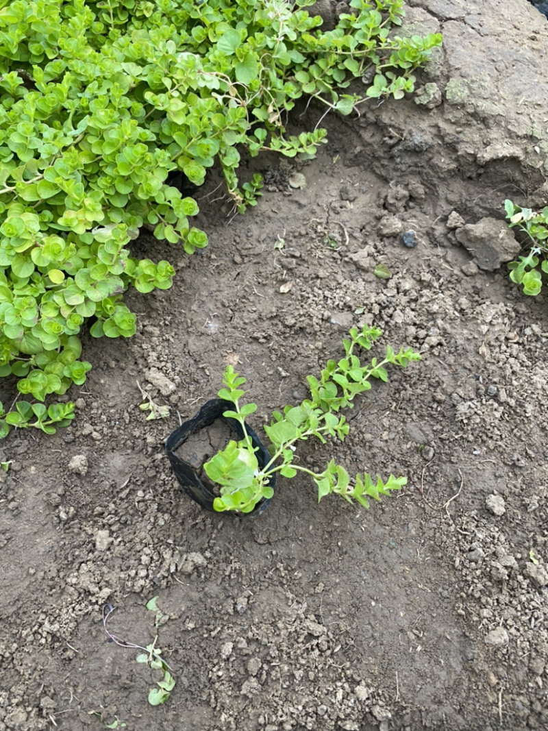 过路黄。种植基地。青州过路黄自产自销。30万过路黄处理