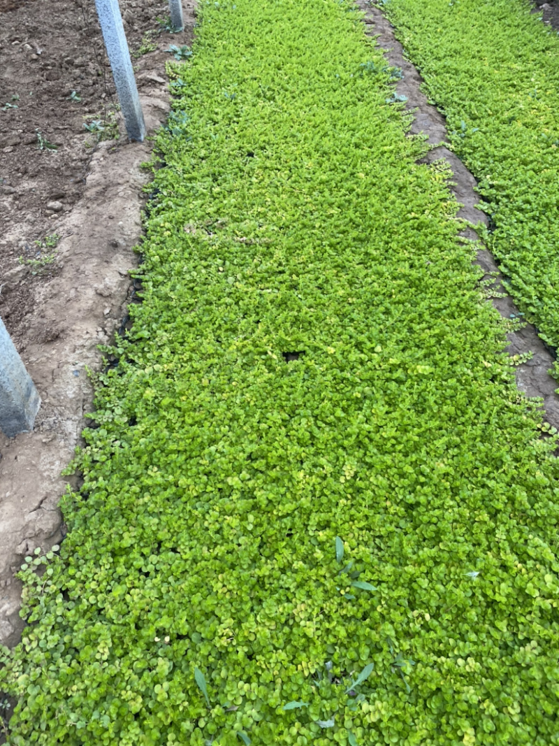 过路黄。种植基地。青州过路黄自产自销。30万过路黄处理