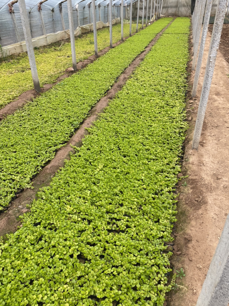 过路黄。种植基地。青州过路黄自产自销。30万过路黄处理