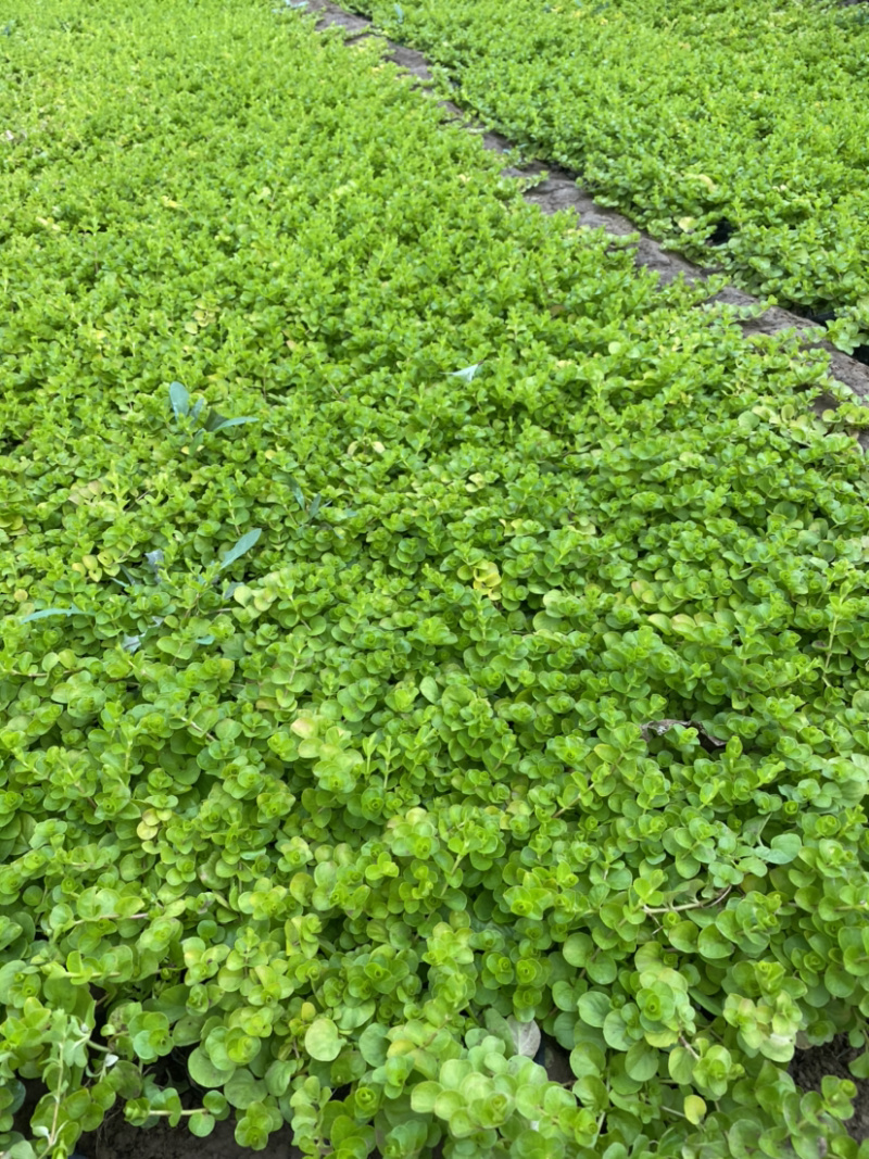 过路黄。种植基地。青州过路黄自产自销。30万过路黄处理