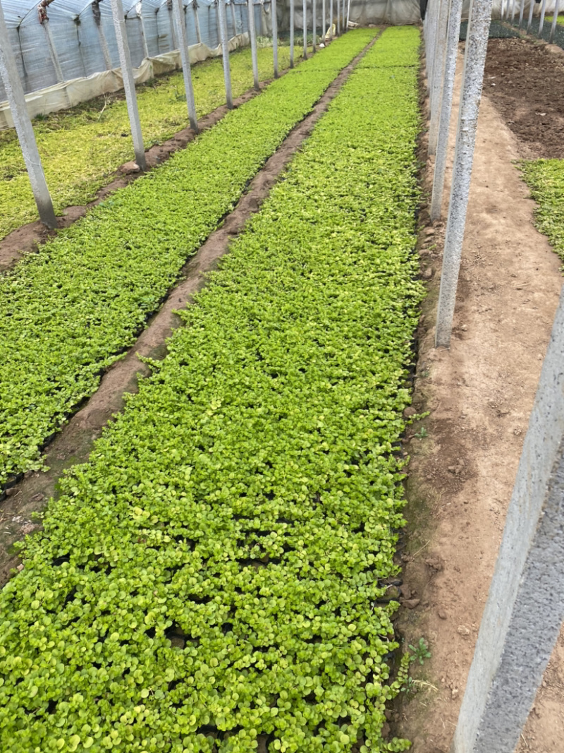 过路黄。种植基地。青州过路黄自产自销。30万过路黄处理