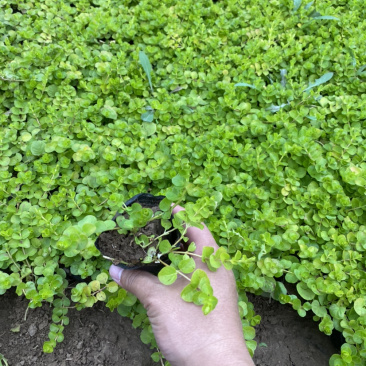 过路黄。种植基地。青州过路黄自产自销。30万过路黄处理