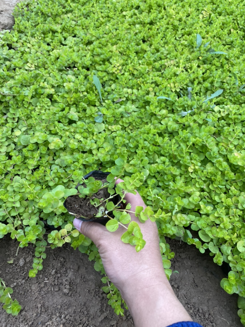 过路黄。种植基地。青州过路黄自产自销。30万过路黄处理