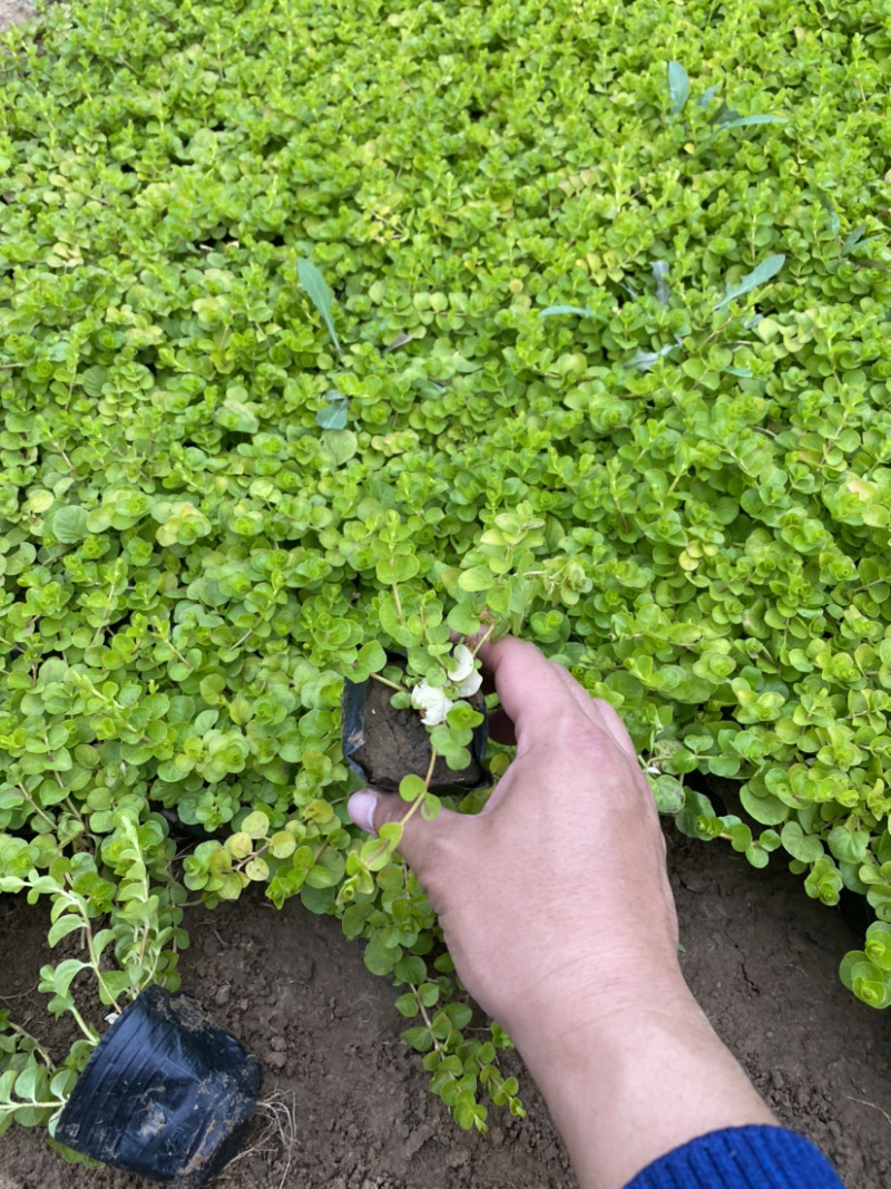 过路黄。种植基地。青州过路黄自产自销。30万过路黄处理