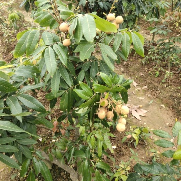 基地直供坏苗包赔嫁接石硖龙眼苗\储良龙眼苗\四季龙眼苗/