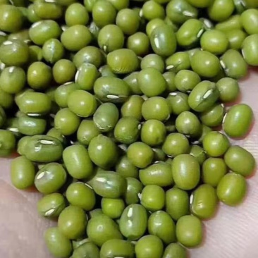 绿豆，商品豆，辽宁朝阳绿豆