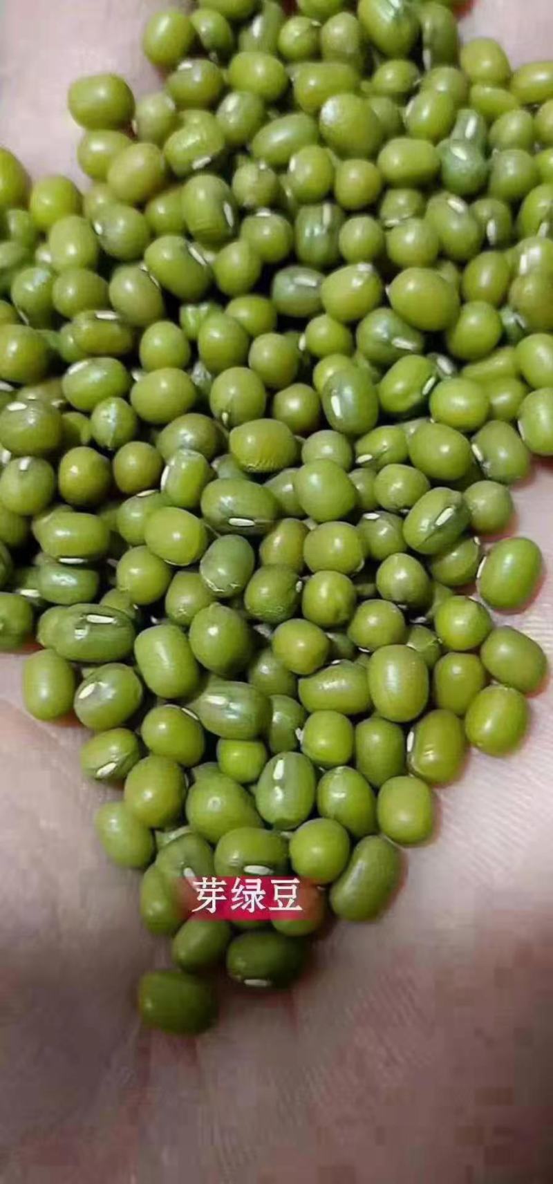 绿豆，商品豆，辽宁朝阳绿豆