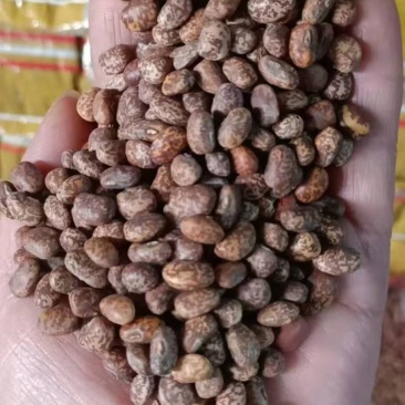麻江豆，辽宁北票的麻江豆