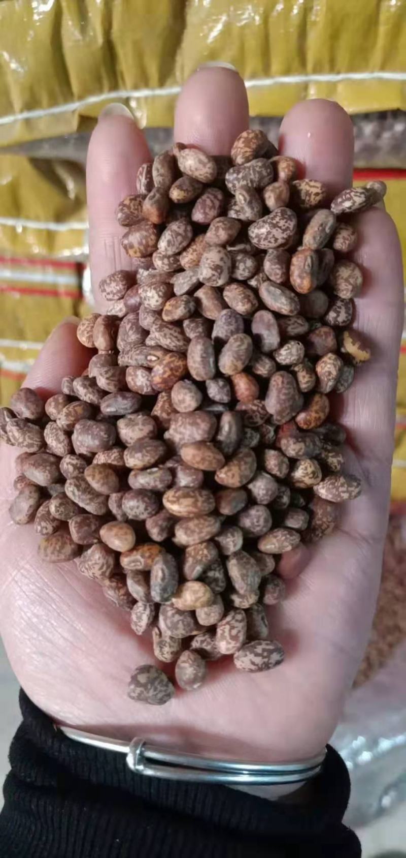 麻江豆，辽宁北票的麻江豆