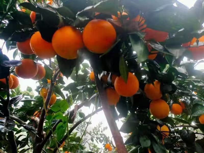 血橙产地直销，资中血橙之乡，入口即化，香甜可口