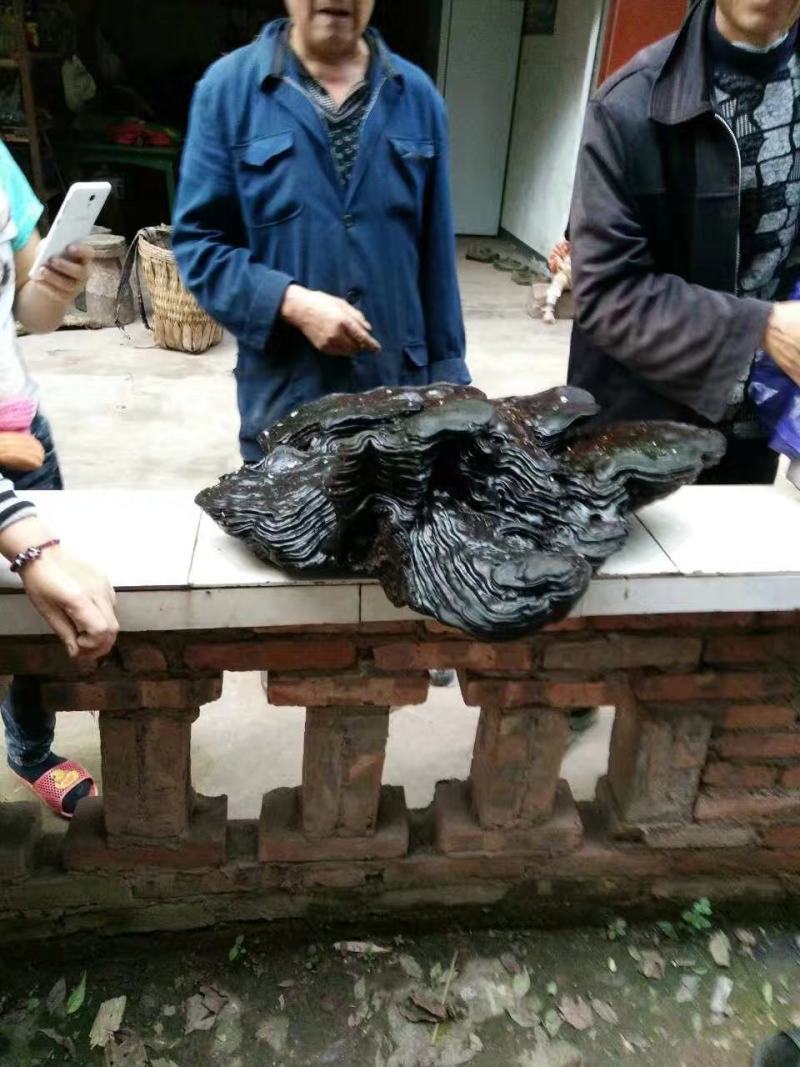 阴沉芝，埋于地下几百上千年乃乌木上所结，线上交易有保障。