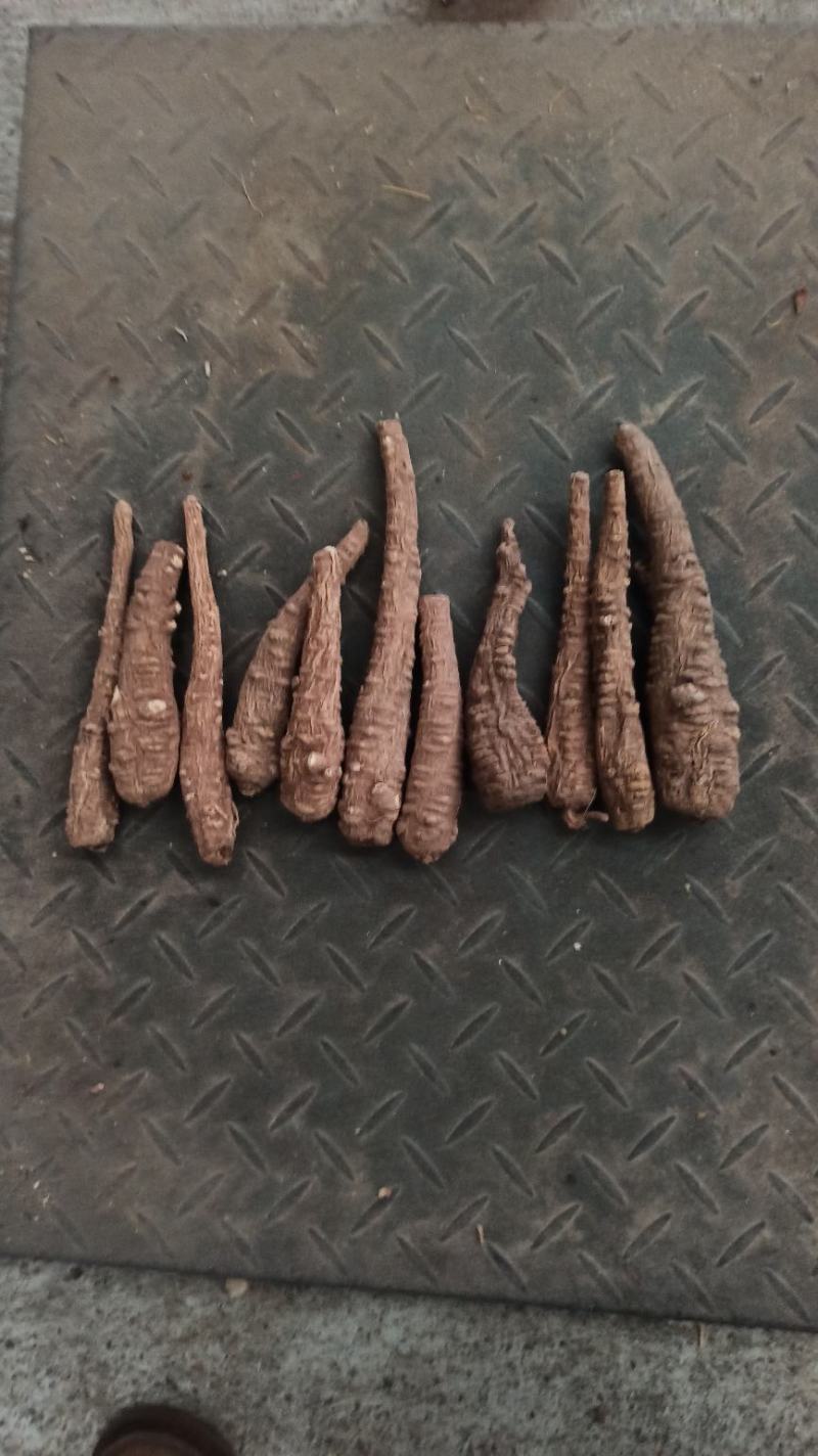 红皮香白芷调料食品，药品