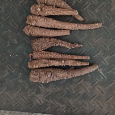 红皮香白芷调料食品，药品