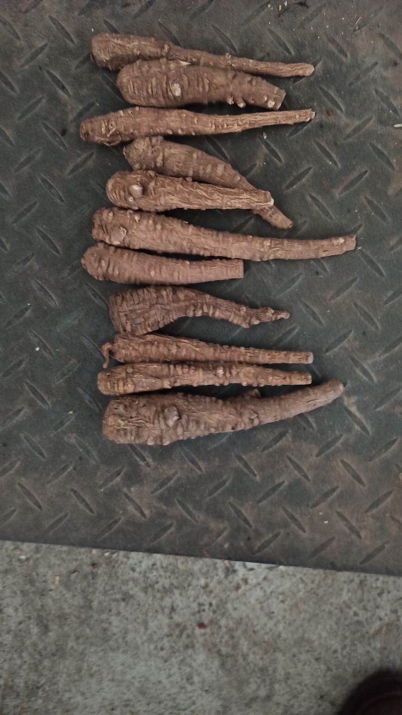 红皮香白芷调料食品，药品