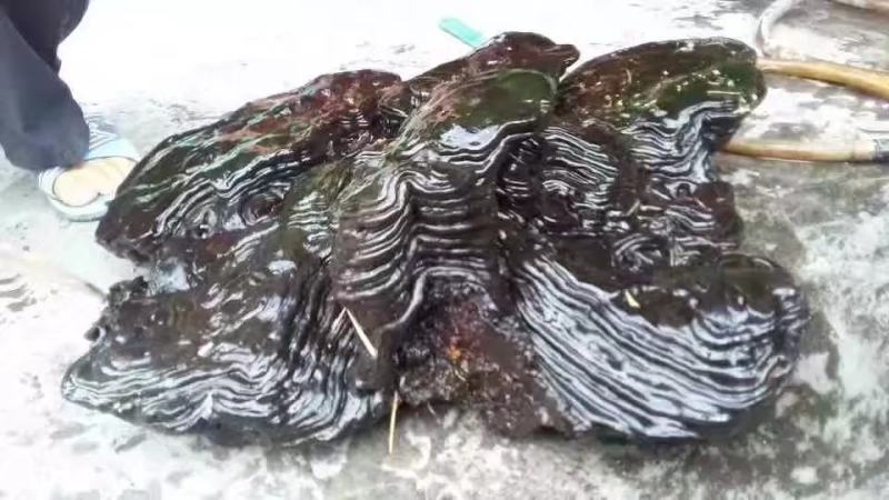 阴沉芝，埋于地下几百上千年乃乌木上所结，线上交易有保障。