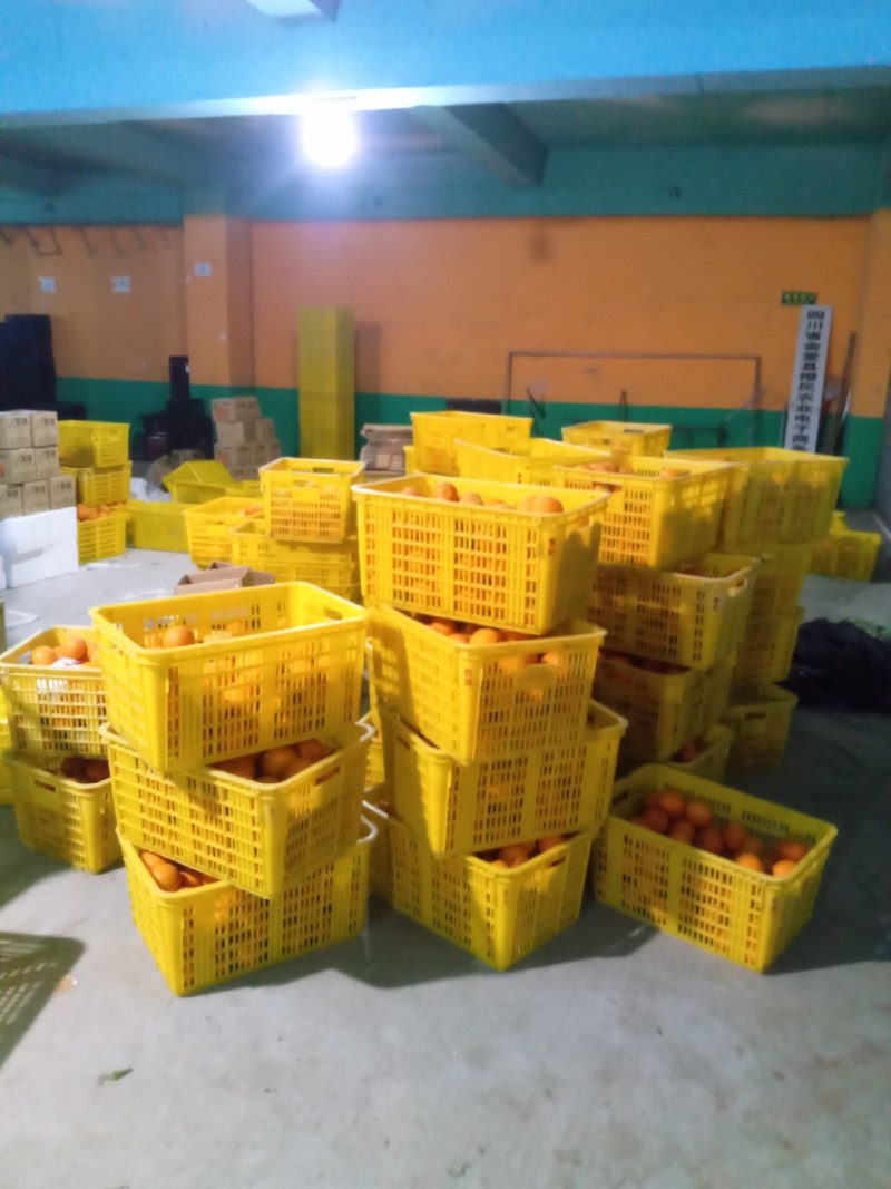 【基地直发】成都金堂三溪脐橙水分充足甜度高批发零售