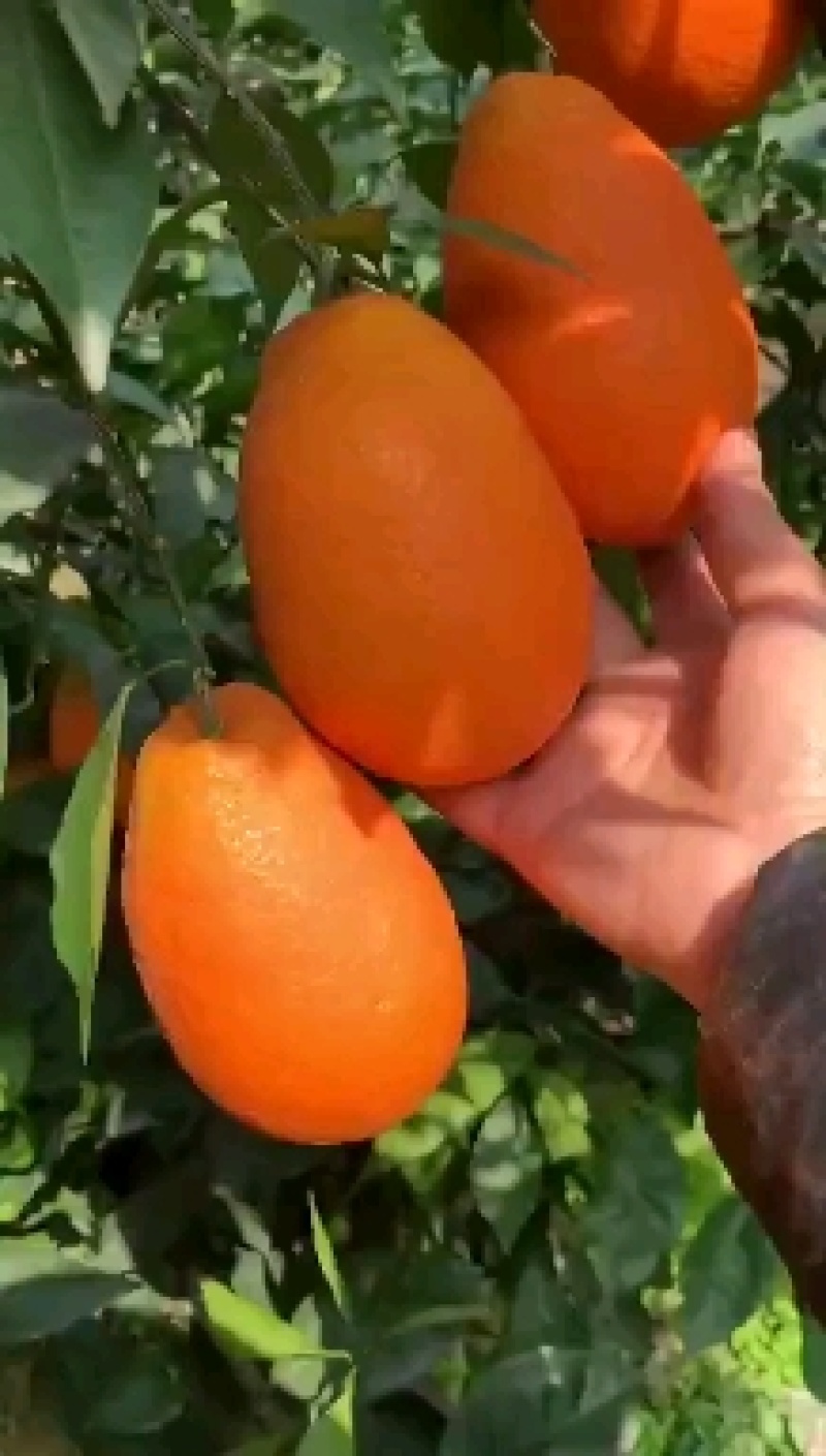 长虹脐橙产地热卖，颜色亮丽，口感纯正承接各地店商与批发商