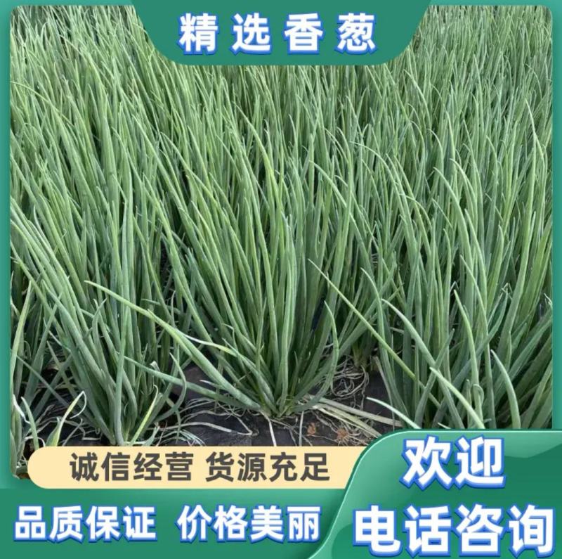 红葱产地直供精品小香葱货源充足一年四季有货实力代办
