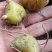 【基地直发】黄精种苗，四川姜型黄精鸡头黄精种茎种苗价格实惠
