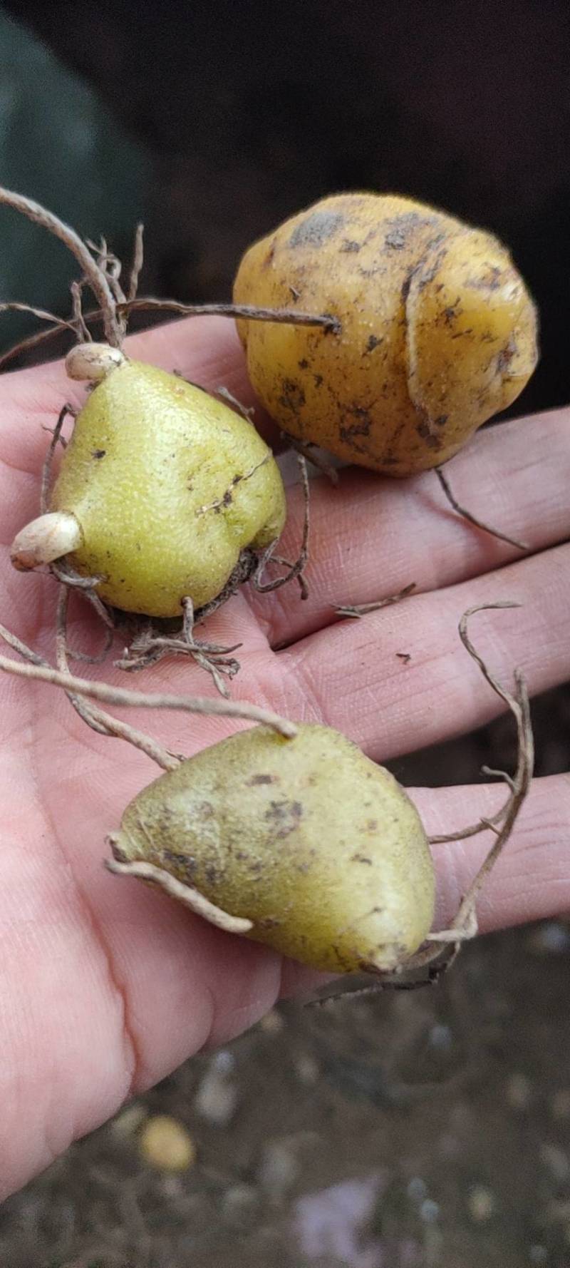 【基地直发】黄精种苗，四川姜型黄精鸡头黄精种茎种苗价格实惠