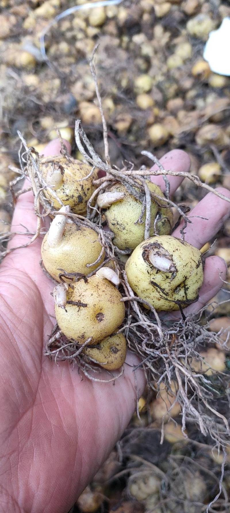 【基地直发】黄精种苗，四川姜型黄精鸡头黄精种茎种苗价格实惠