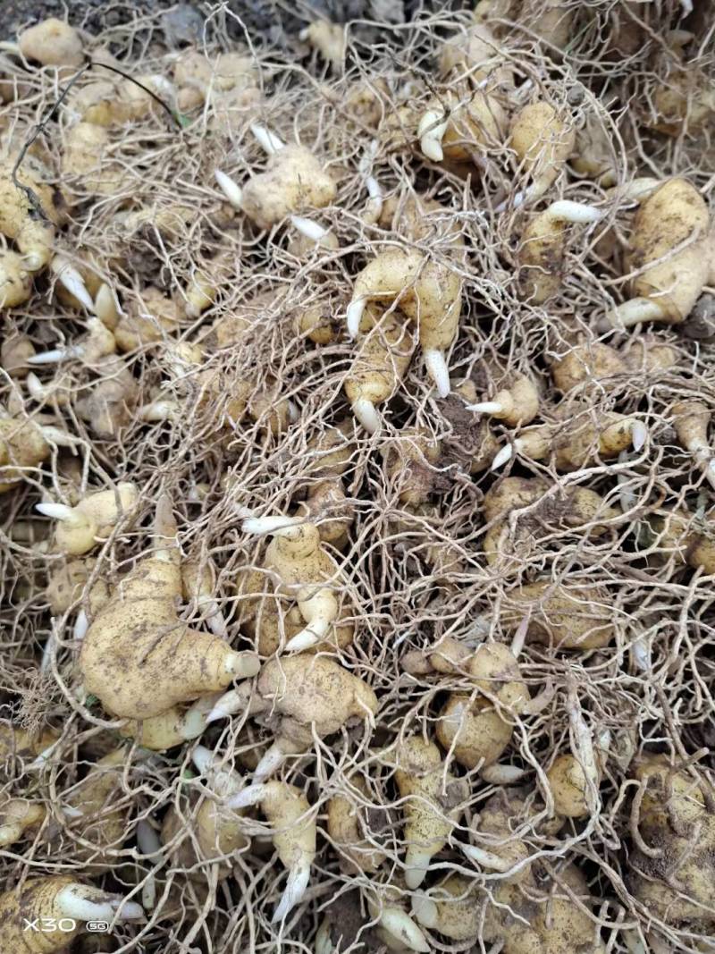 【基地直发】黄精种苗，四川姜型黄精鸡头黄精种茎种苗价格实惠