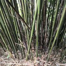 实心竹，青皮苦竹笛子竹厚度2.7毫米以上