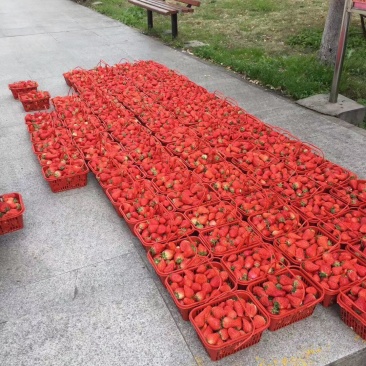 奶油草莓，红颜，法兰地，宁玉，正式开园