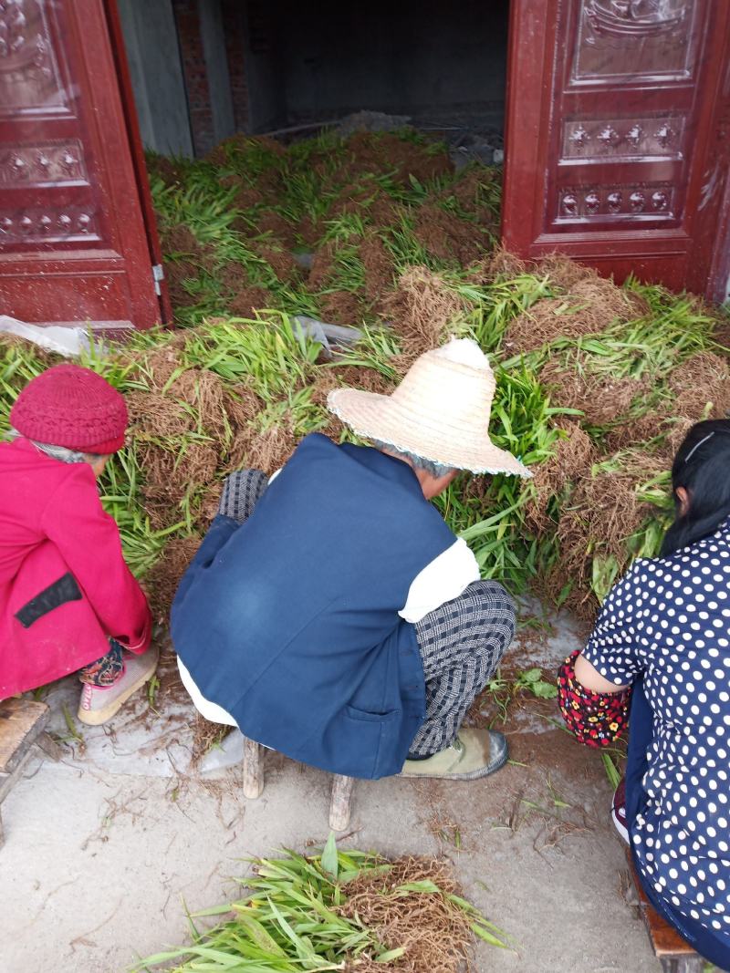紫花三叉白芨直播苗，苗高15公分到20公分，通货，
