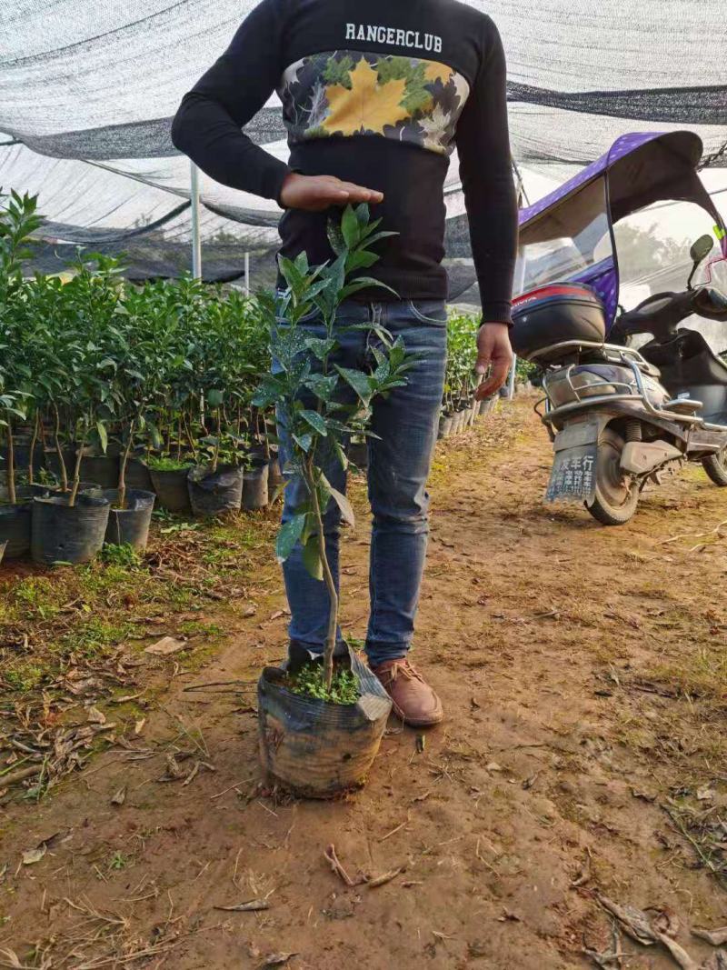 自育无病害精品沃柑苗产地量大从优欢迎来电咨询
