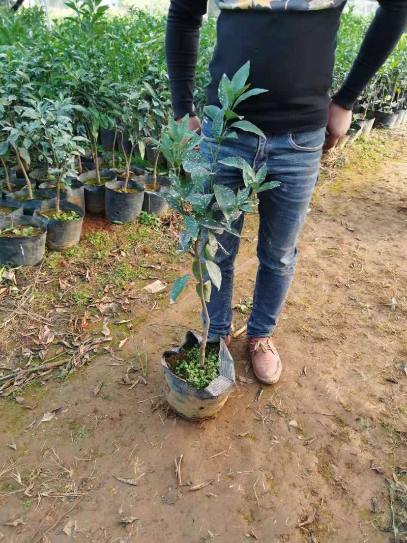 自育无病害精品沃柑苗产地量大从优欢迎来电咨询