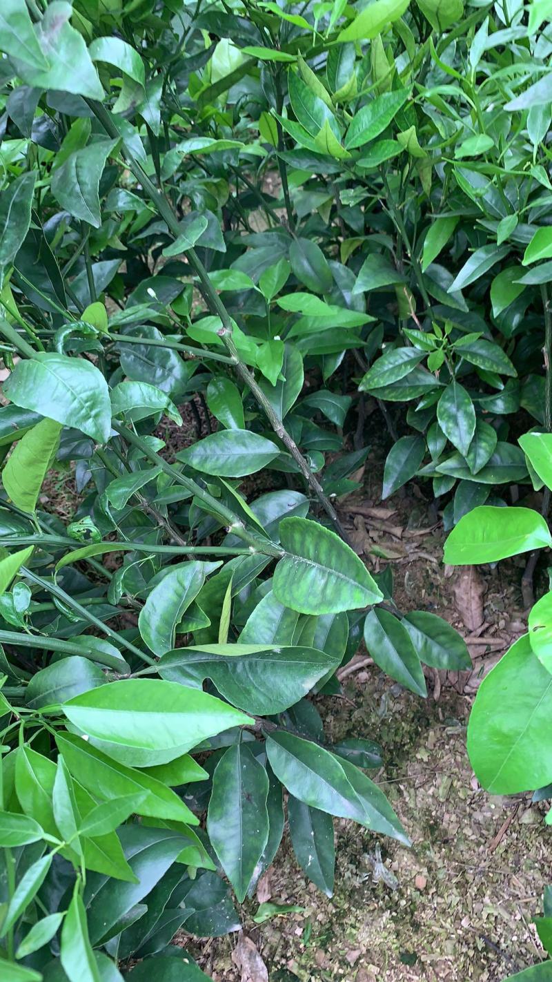 自育无病害精品沃柑苗产地量大从优欢迎来电咨询