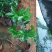 自育无病害精品沃柑苗产地量大从优欢迎来电咨询