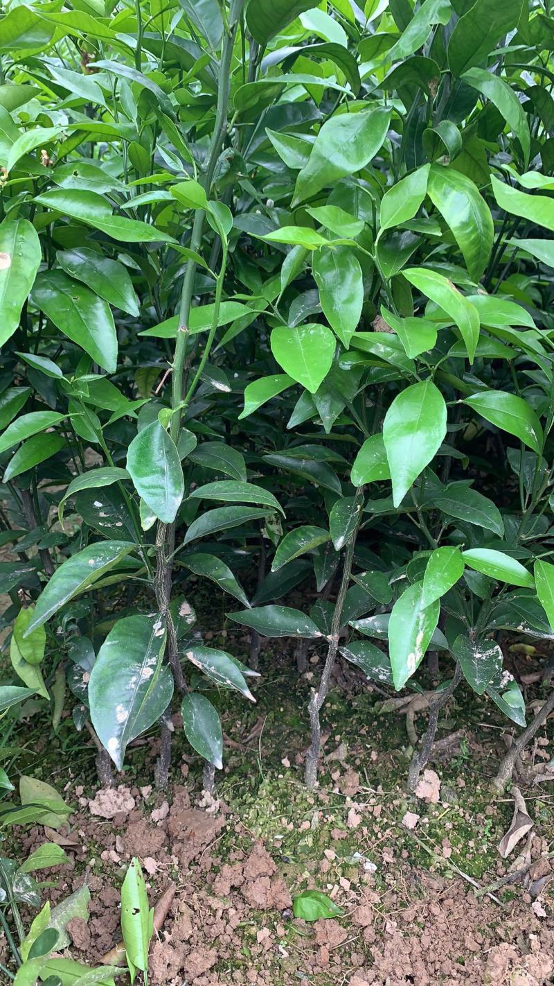 自育无病害精品沃柑苗产地量大从优欢迎来电咨询