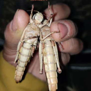 批发纯母去翅蚂蚱，蝗虫个大籽多