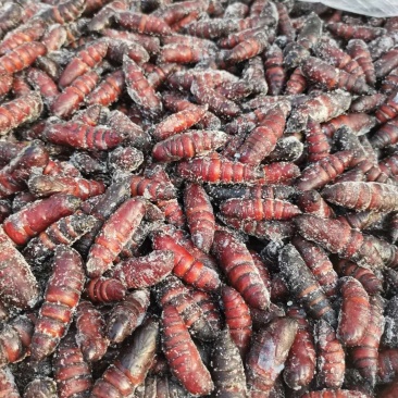 出售今年新货豆虫蛹，松蛹，大蛹，蛹，蚕蛹