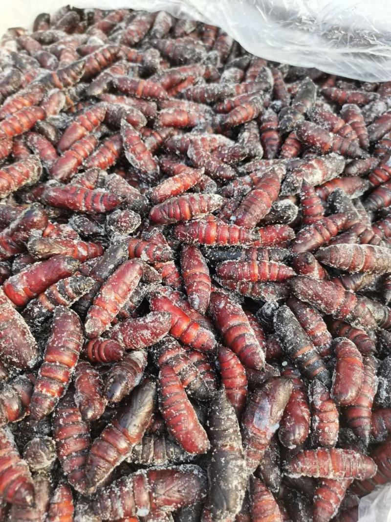 出售今年新货豆虫蛹，松蛹，大蛹，蛹，蚕蛹