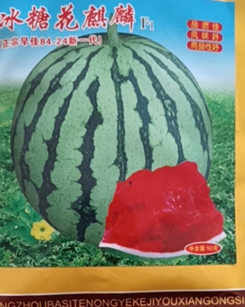 【西瓜种子】正宗改良8424个大来自新疆天山供应苗场