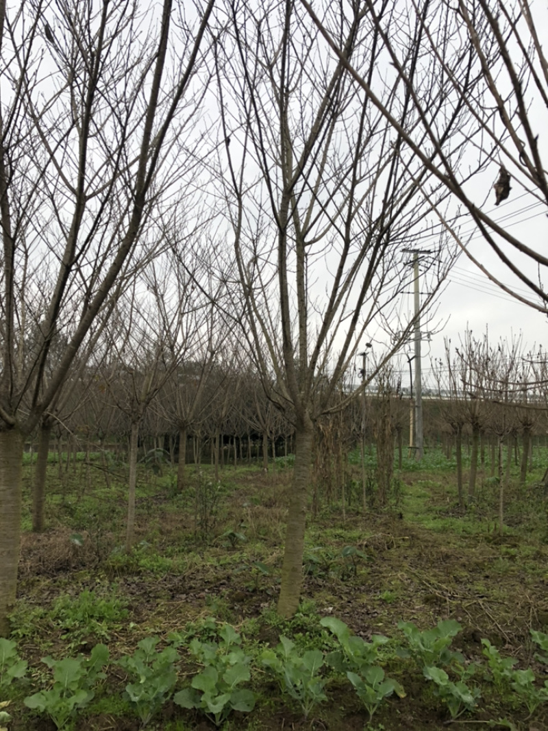 樱花诚信经营以质量求生存