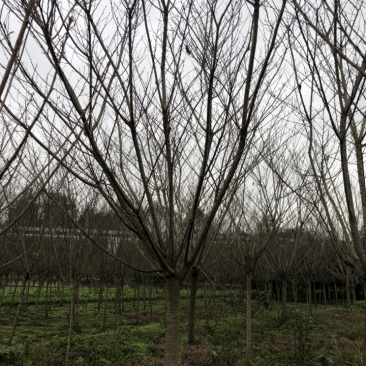 樱花诚信经营以质量求生存