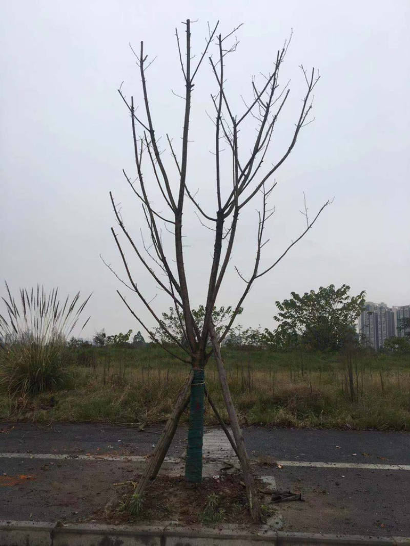 樱花诚信经营以质量求生存