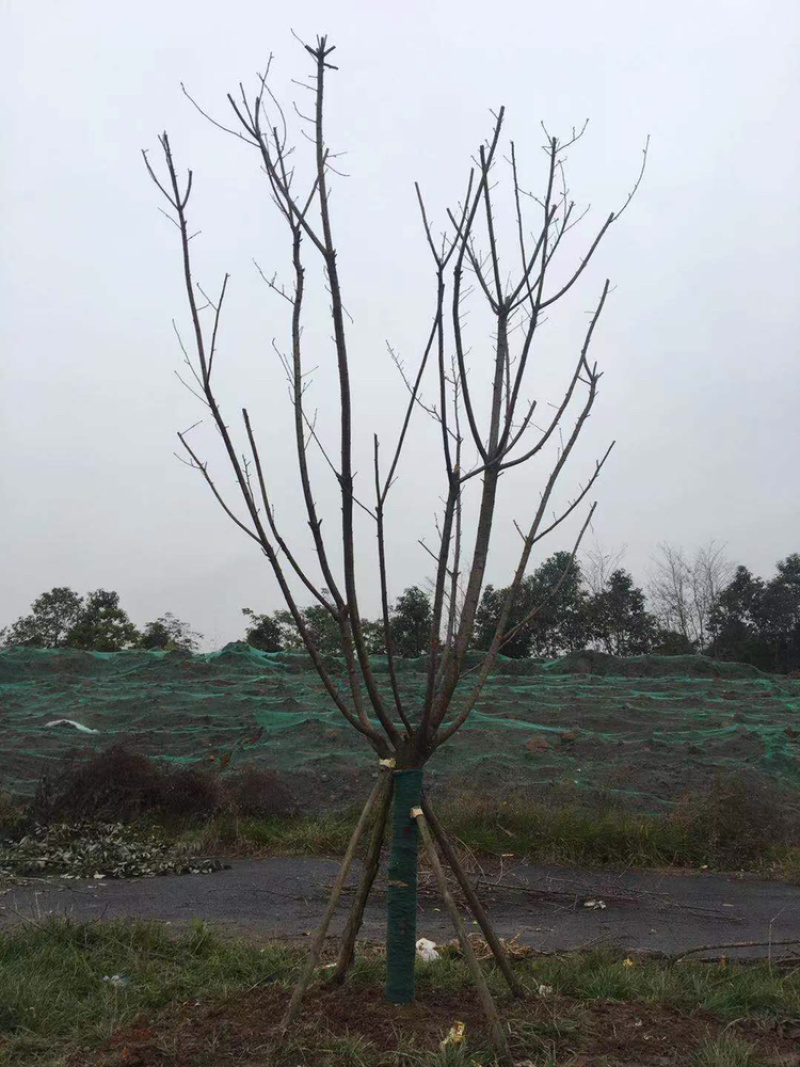 樱花诚信经营以质量求生存