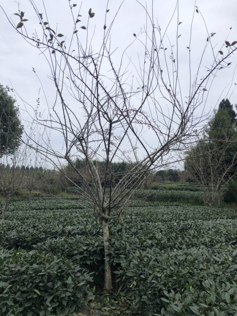 垂丝海棠（诚信经营以质量求生存）