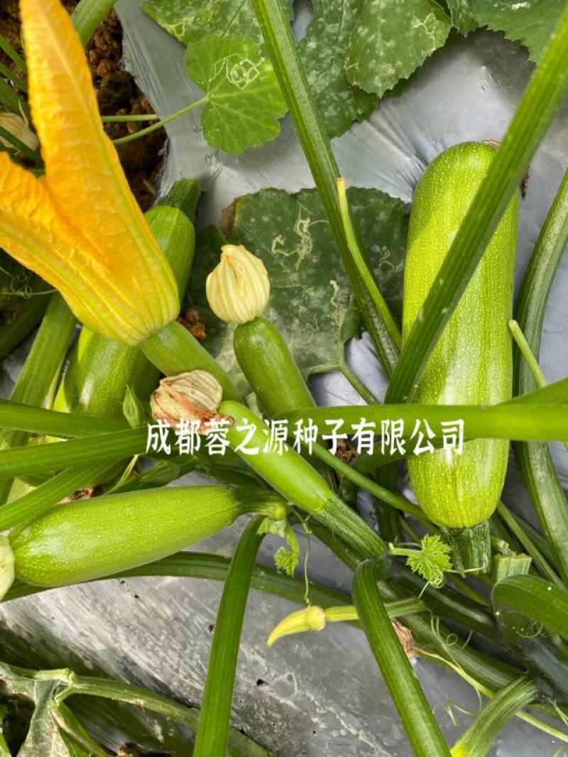 西葫芦种子耐寒抗病毒白粉病瓜色油绿同时结瓜多