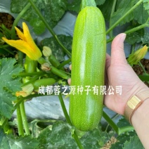 西葫芦种子耐寒抗病毒白粉病瓜色油绿同时结瓜多