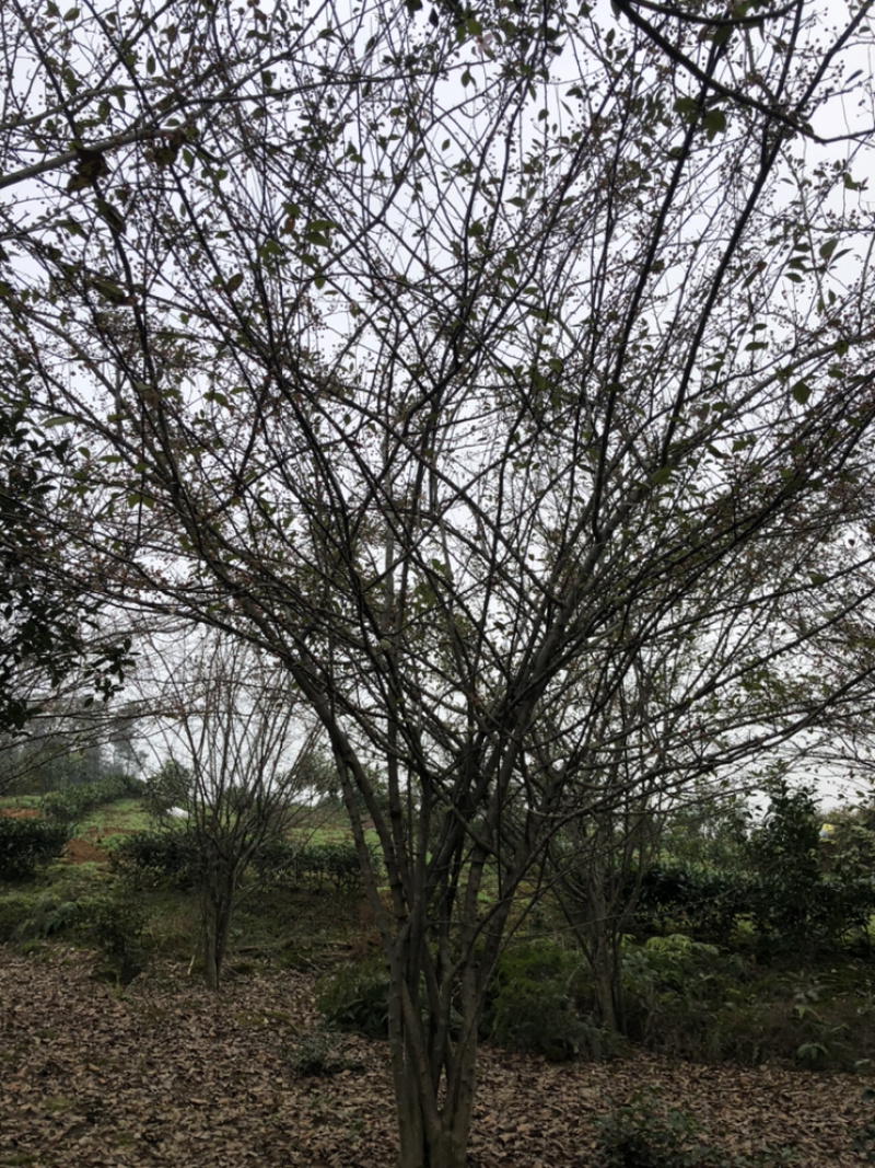 丛生海棠（诚信经营以质量求生存）
