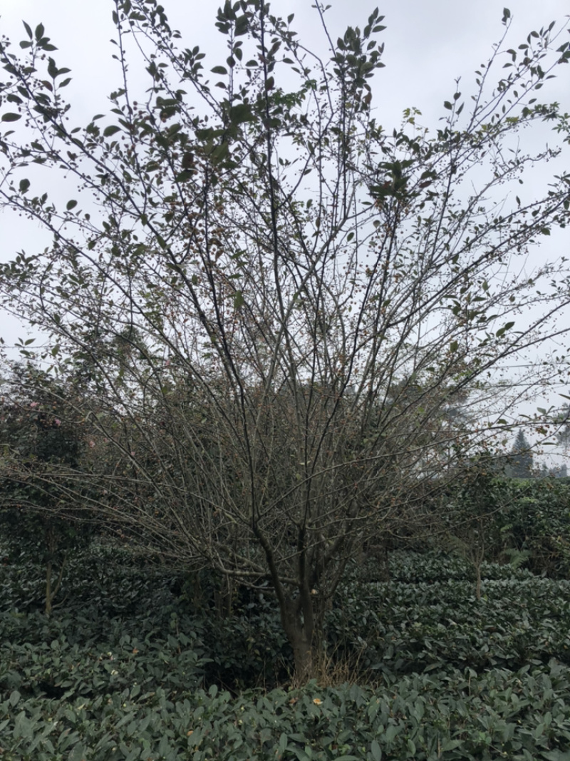 丛生海棠（诚信经营以质量求生存）