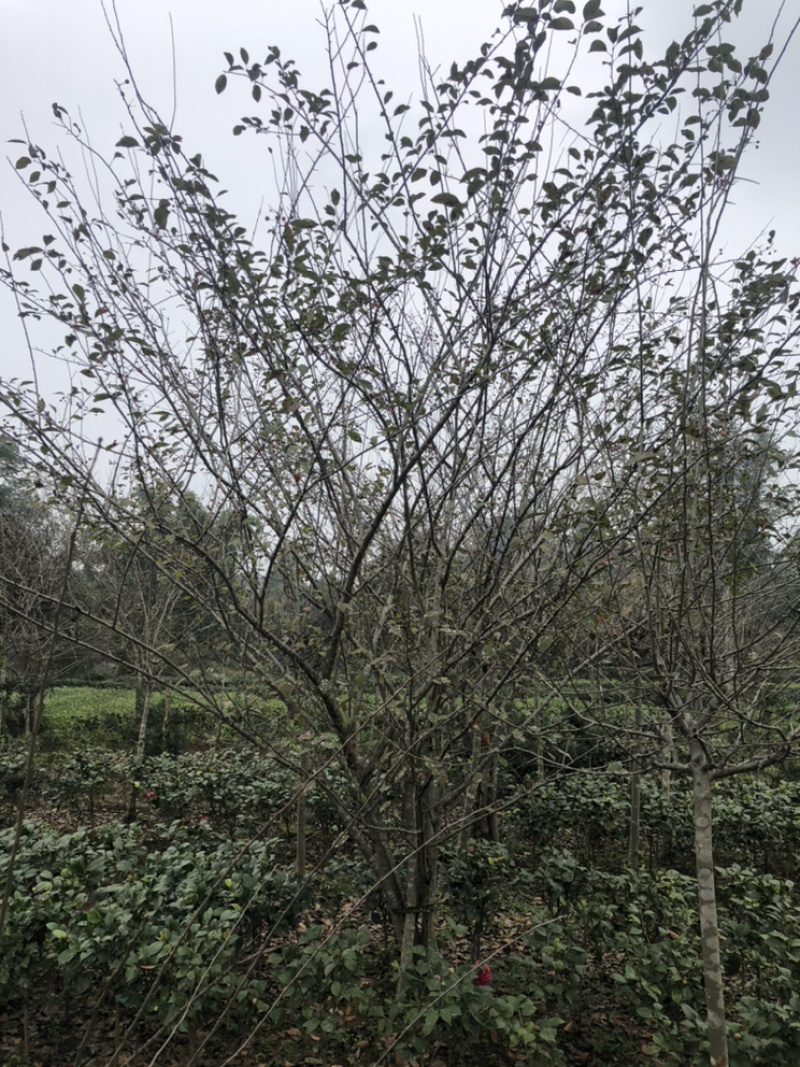 丛生海棠（诚信经营以质量求生存）